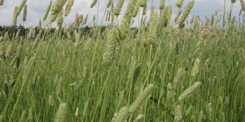 Šta jedu ukrasni zečevi