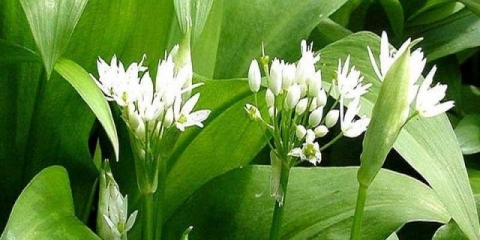 Šta je ovo biljka divljeg belog luka