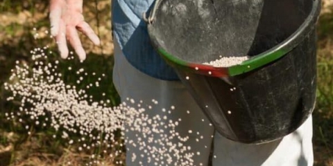 Ono po čemu se lubian trešnja razlikuje od ostalih sorti