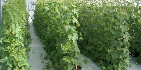 Šta znači partenokarpni hibrid krastavca?