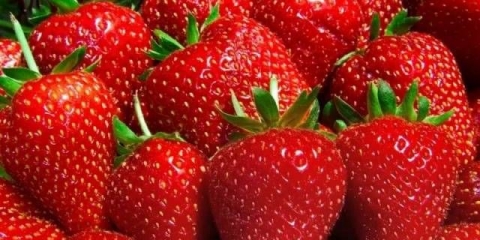 Šta znači remontantna jagoda