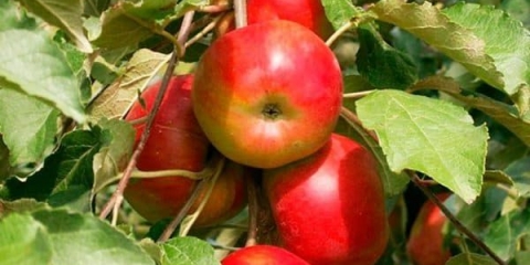 Šta je stubasto stablo jabuke ostankino