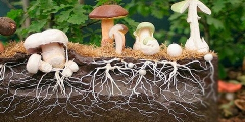 Šta je micelijum gljiva i kako izgleda?