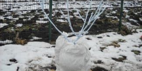 Šta uključuje priprema stabla jabuke za zimu i kada ukloniti sklonište u proljeće