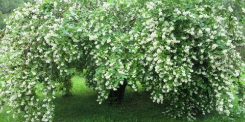 Lažna naranča (vrtni jasmin): fotografija i opis grma, vrste, veličine, karakteristike, primjena