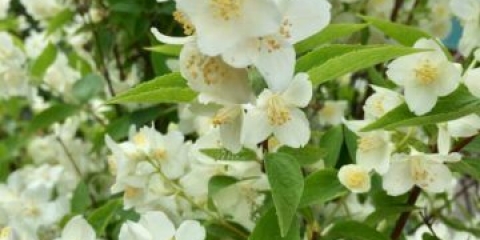 Lažna narandža (vrtni jasmin): sadnja i njega na uralu, u sibiru, karakteristike uzgoja