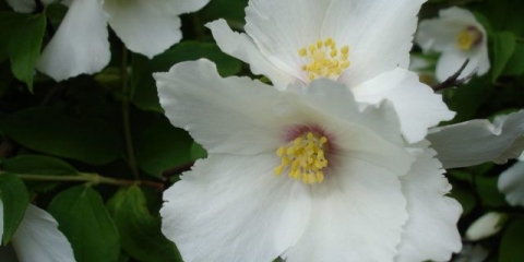 Lažna narandža (vrtni jasmin): razmnožavanje reznicama u proljeće, ljeto, jesen, sjemenkama