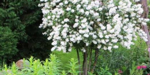 Lažna narandža (vrtni jasmin) u pejzažnom dizajnu: fotografija, živica, kompozicije, kombinacije