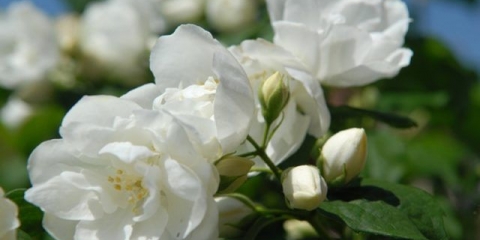 Lažna naranča (vrtni jasmin) djevičanska (djevičanska, djevičanska, djevičanska): sadnja i njega