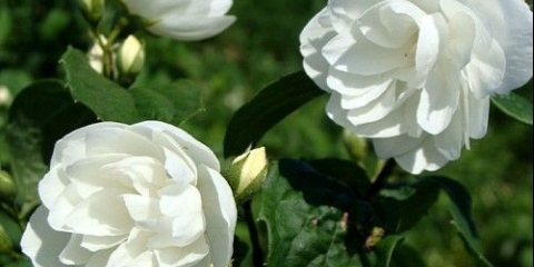 Lažna narandža (jasmin) frotir: fotografija, sadnja i njega