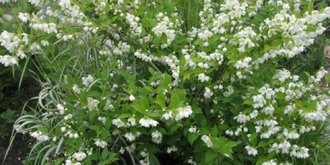 Lažna narandža (jasmin) zračni napad (vosduschny desant): opis, sadnja i njega