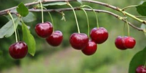 Čudesna trešnja - zašto je vole ruski baštovani