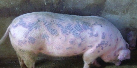 Svinjska kuga: simptomi i liječenje, fotografija