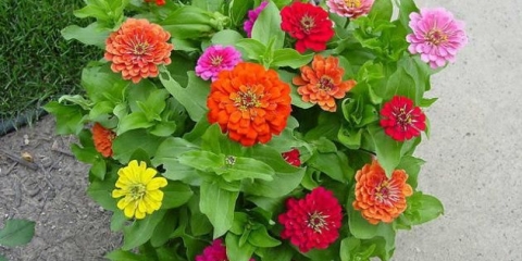 Cinija: uzgoj i njega na otvorenom polju