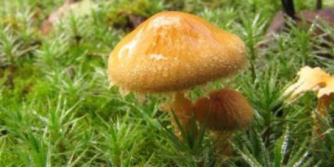 Amianth cystoderm (amianth kišobran): fotografija i opis