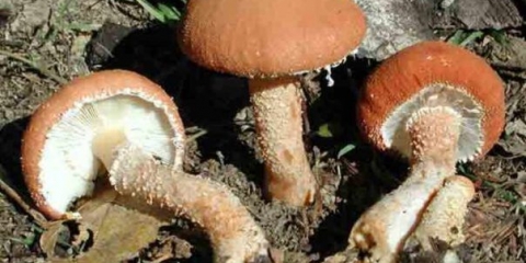 Cystoderma crvena (crveni kišobran): fotografija i opis