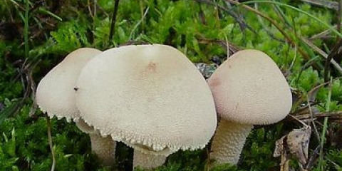 Cistoderma ljuskava (kišobran ljuskava): fotografija i opis