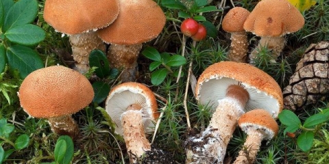 Cistoderma granularna: fotografija i opis