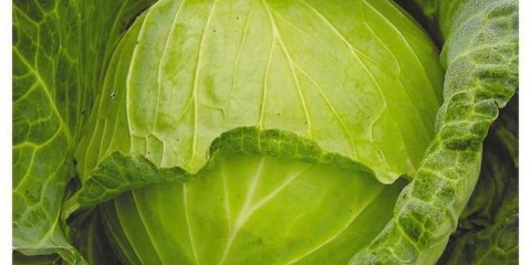 Sorte kupusa za sibir: otvoreno tlo