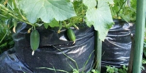 Načini sadnje krastavaca