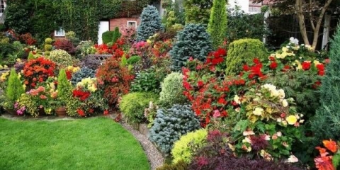 Cvjetnjak trajnica neprekidnog cvjetanja