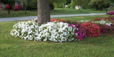 Cvjetnjak oko drveta u zemlji: luksuzne ideje dizajnera + fotografija