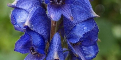 Cvijet akonita: opis, kako izgleda, gdje raste, primjena