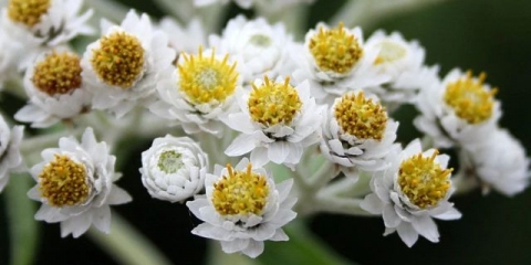 Anafalis cvijet: fotografija i opis, raste iz sjemena