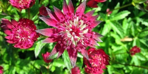 Astrantia cvijet: fotografija i opis, visina, recenzije