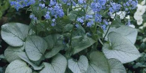 Cvijet brunner: fotografija i opis, recenzije