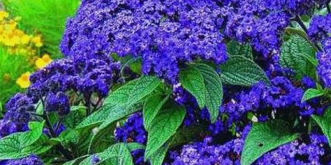 Cvijet heliotropa: uzgoj iz sjemena kod kuće