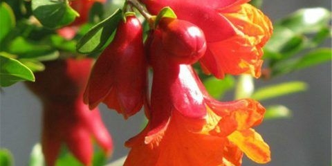 Cvijet nara: fotografija kada cvjeta, zašto drvo ne cvjeta