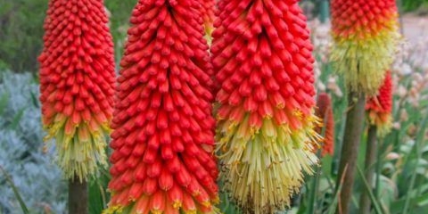 Cvijet knifofia: njega i uzgoj iz sjemena kod kuće, fotografija