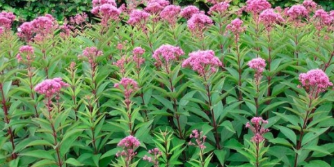 Cvijet stabljike: kada cvjeta, fotografija, sadnja na otvorenom terenu, njega i priprema za zimu