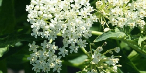 Cvjetni vatočnik (asclepias): fotografija i opis, vrste i sorte s imenima