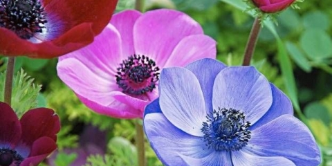 Cvijeće anemone: sadnja i njega + fotografija