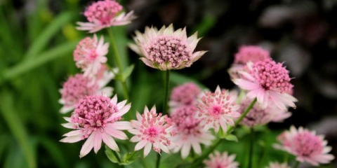 Cvijeće astrantia: fotografija, sadnja i njega