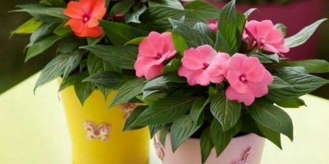 Cvijeće za dječju sobu: koje su biljke sigurne za dijete