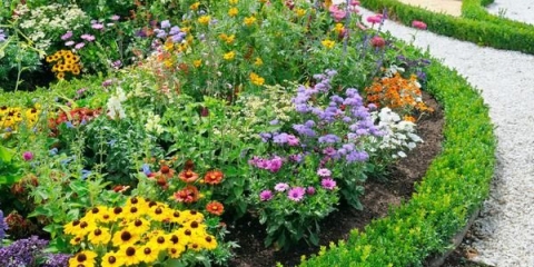 Cvijeće za cvjetnjak