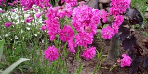 Cvijeće lychnis (viscaria): sadnja i njega, fotografija s imenom, vrstama i sortama