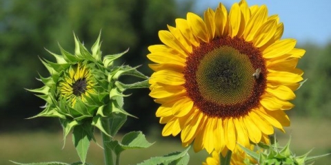 Cvijeće medonosne biljke za pčele