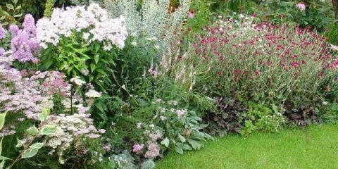 Višegodišnje cvijeće za vikendice