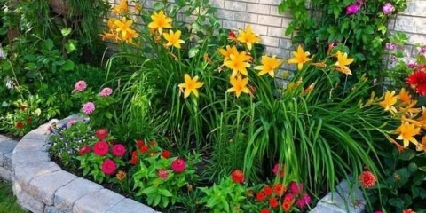 Višegodišnje cvijeće za cvjetne gredice: fotografija s imenima