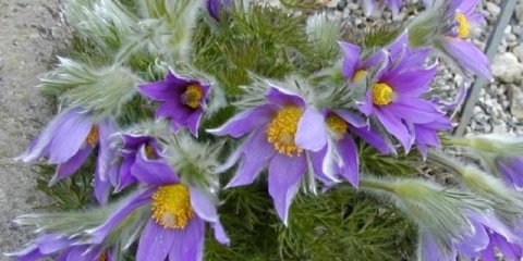 Višegodišnje cvijeće za ural