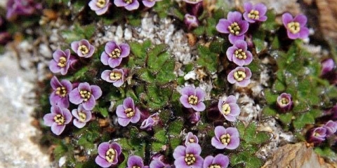 Višegodišnje cvijeće na selu, cvjeta cijelo ljeto