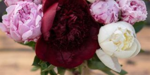 Cvijeće slično božurima: kako se zovu + fotografija