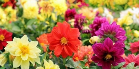 Jednogodišnje baštensko cvijeće za vikendice