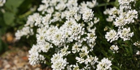 Godišnje vrtno cvijeće: fotografije i imena