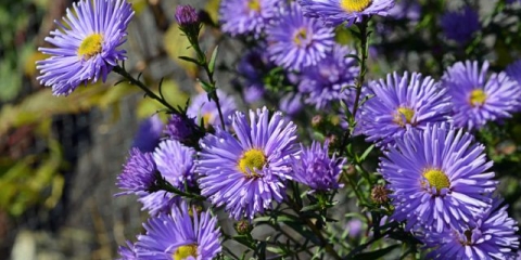 Cvijeće septembra (oktobar): fotografija i opis, sorte koje su