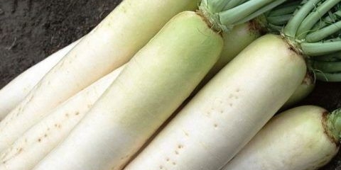 Daikon minowashi: recenzije, sadnja i njega